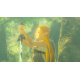 Nintendo CD jeu The Legend of Zelda: Breath of the Wild - Nintendo Switch 2 Edition